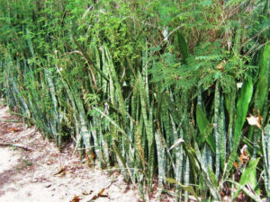 小笠原諸島に自生するサンスベリア