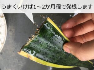 サンスベリアの葉挿し(はざし)