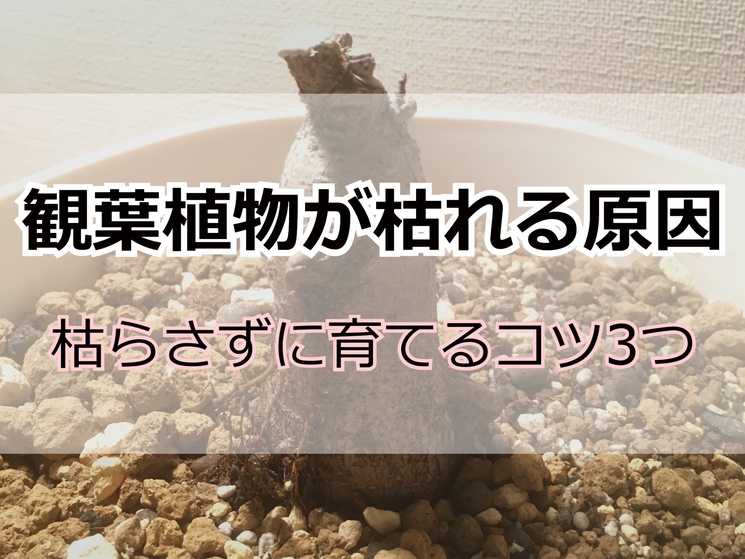 ガジュマル