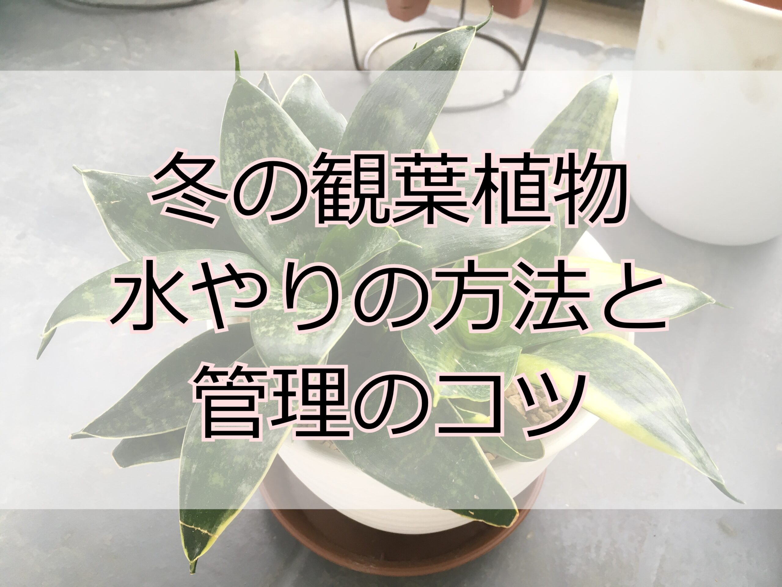 サンスベリア