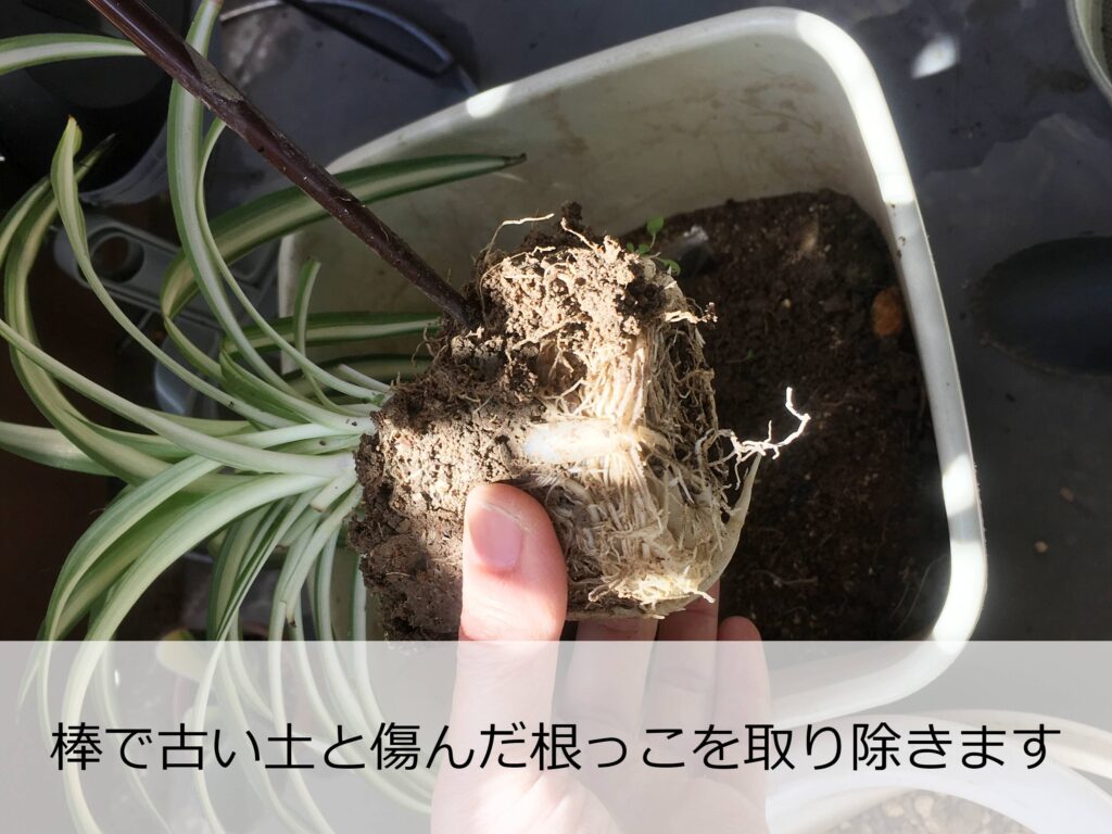 オリヅルランの根鉢を崩す