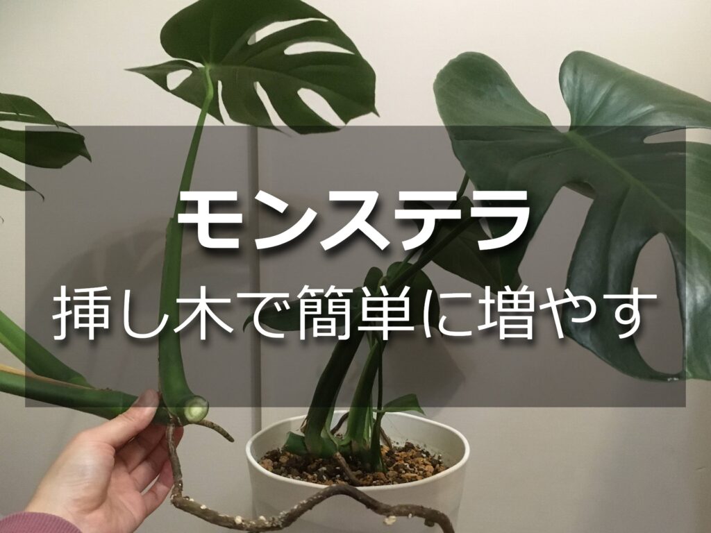 モンステラをカット