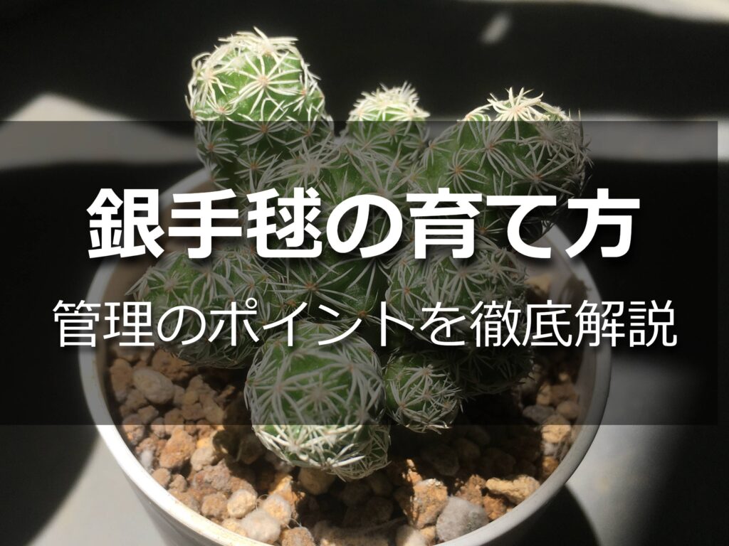 銀手毬 銀手毬