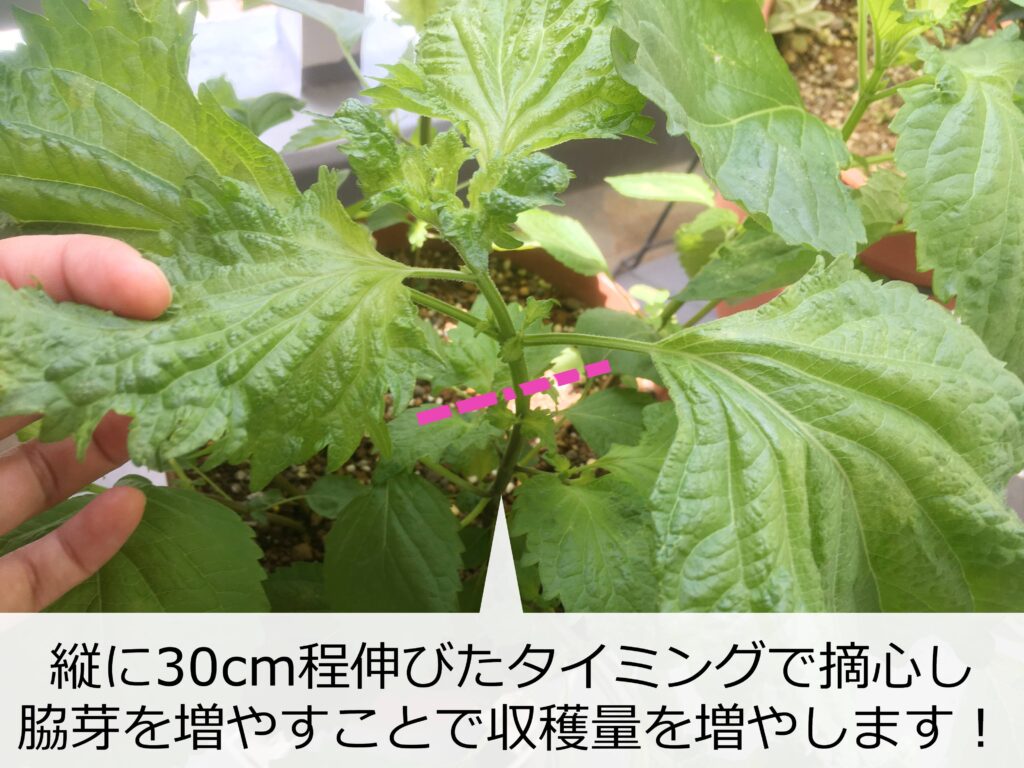 シソの摘心 シソの摘心