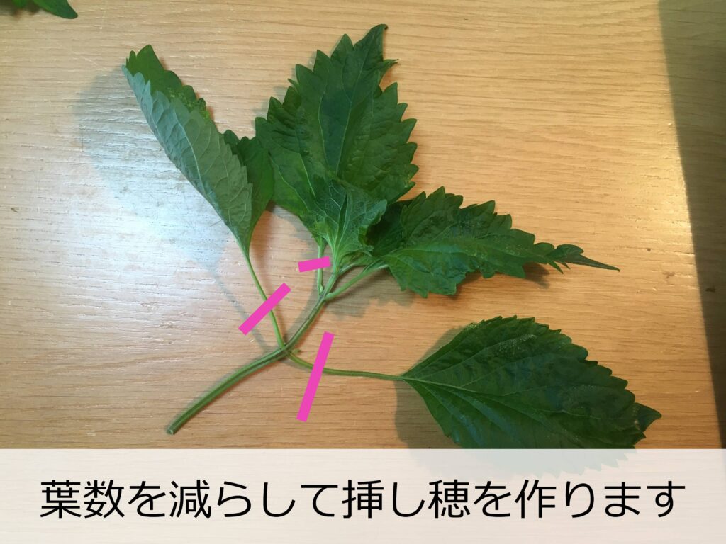 水差しのシソ シソの挿し穂を作る