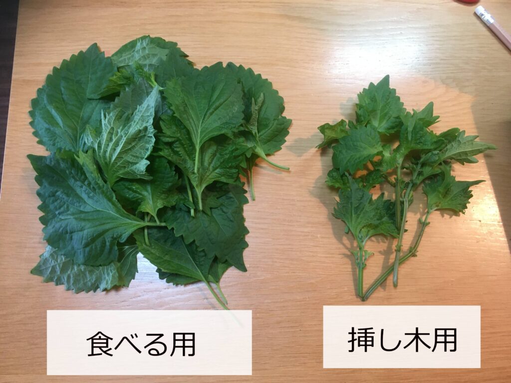 収穫したシソ