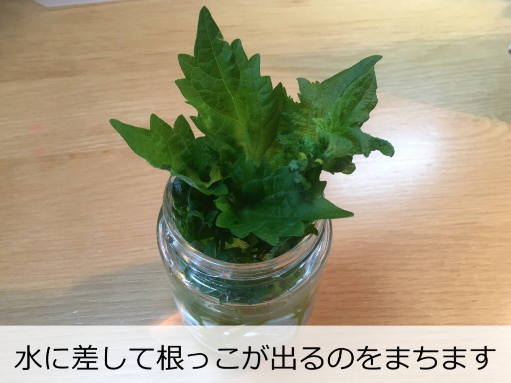 シソの水差し