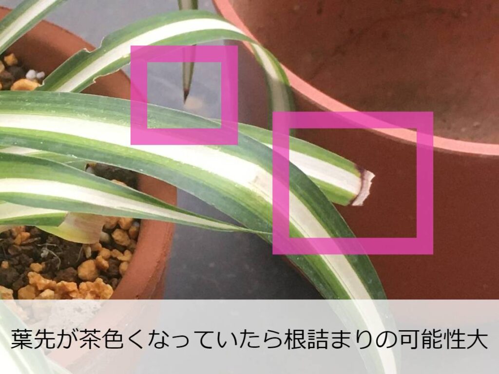 葉先が茶色くなったオリヅルラン 葉先が茶色くなったオリヅルラン