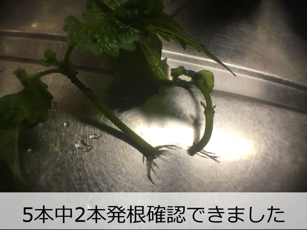 発根したシソの挿し穂 発根したシソの挿し穂