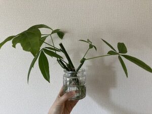 水差しから約2か月後のパキラ