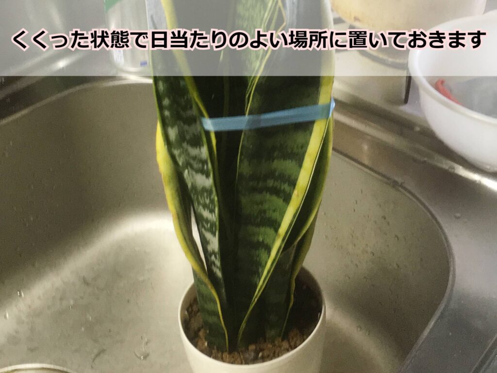 紐でくくったサンスベリア 紐でくくったサンスベリア