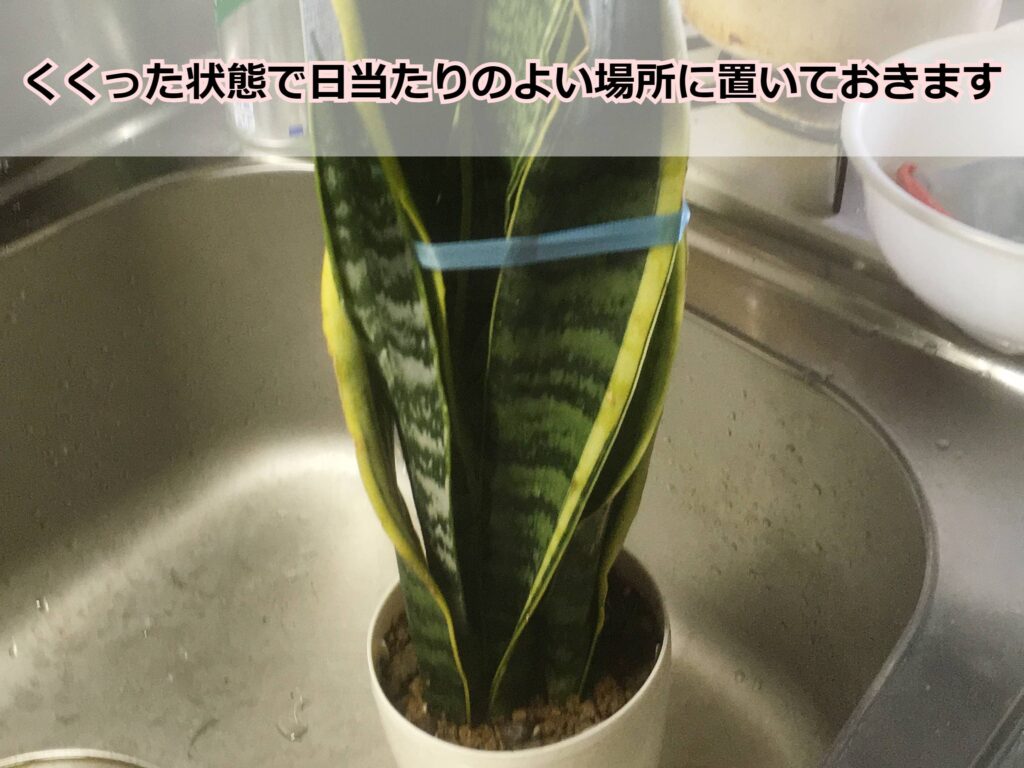 紐でくくったサンスベリア