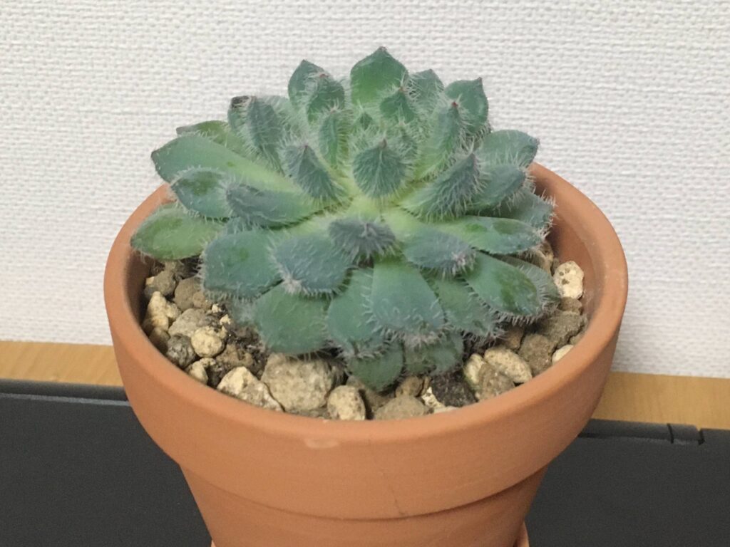 エケベリア エケベリア
