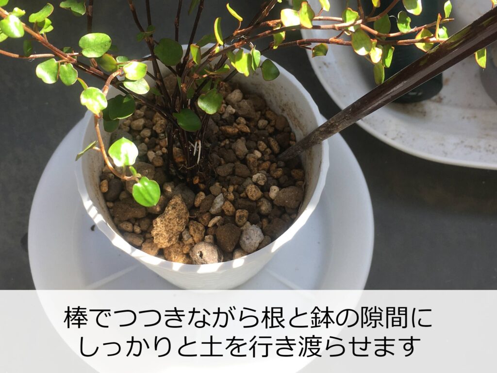 植え替え中