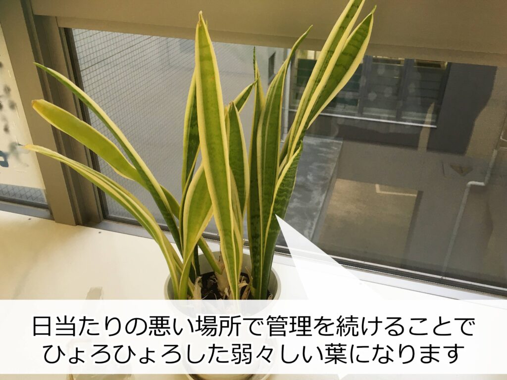 徒長したサンスベリア