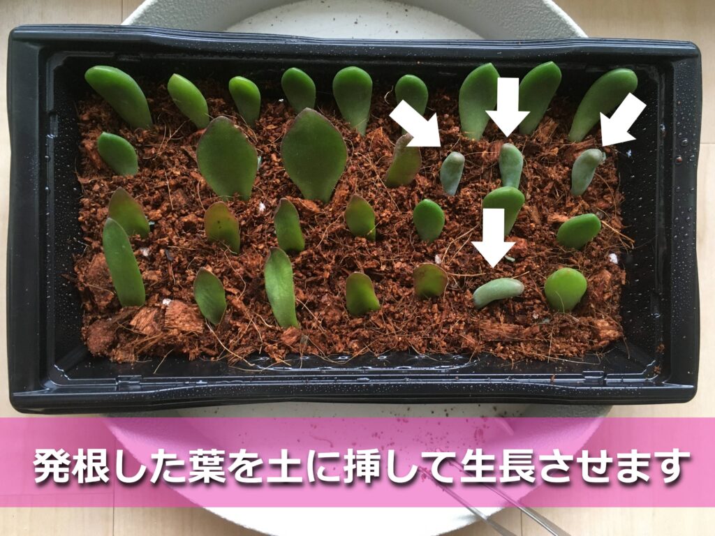 葉挿し 葉挿し