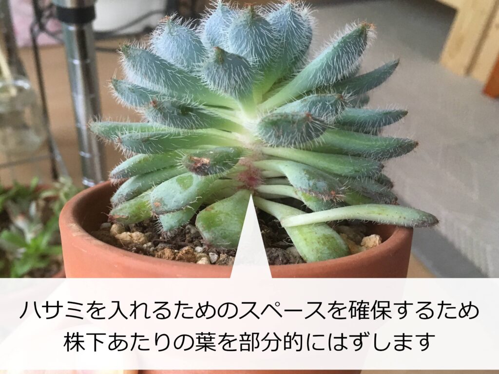 部分的に葉をはずしたエケベリア 部分的に葉をはずしたエケベリア