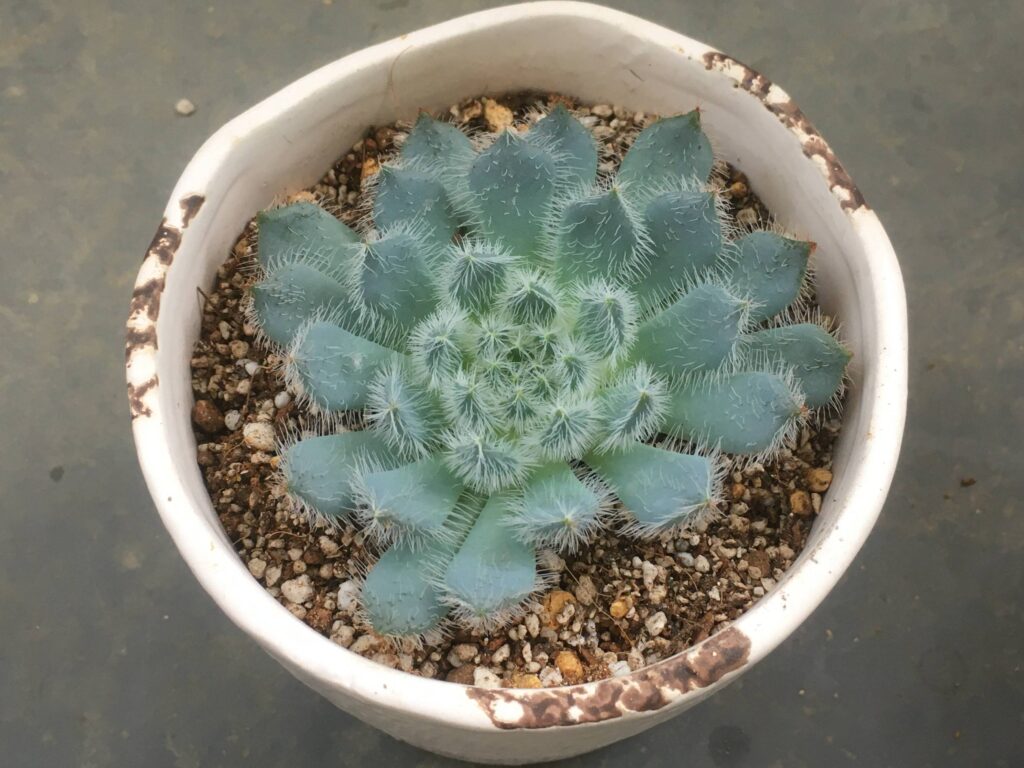 挿し木にしたエケベリア 挿し木にしたエケベリア