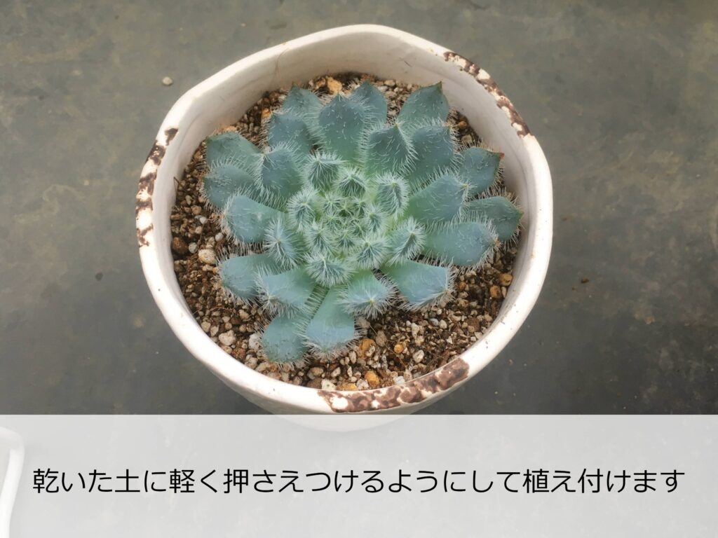 挿し木にしたエケベリア 挿し木にしたエケベリア