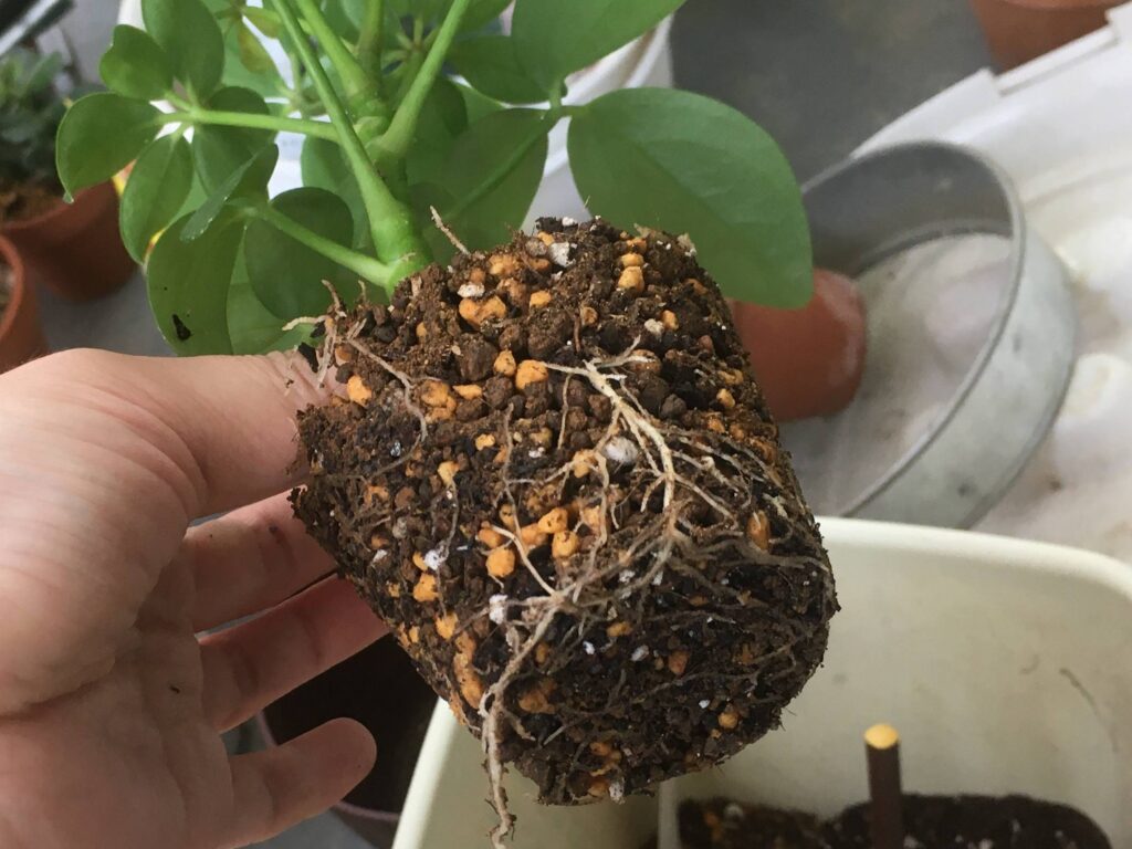 植え替えから3か月経ったカポックの根鉢