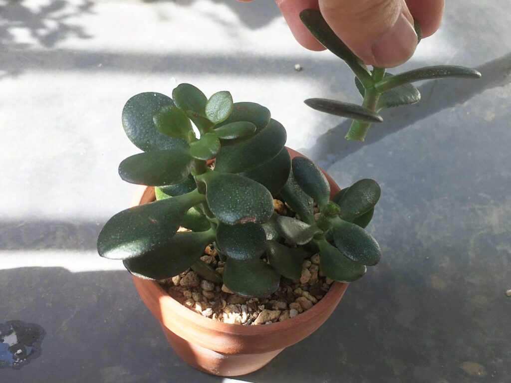 カネノナルキの挿し木 カネノナルキの挿し木