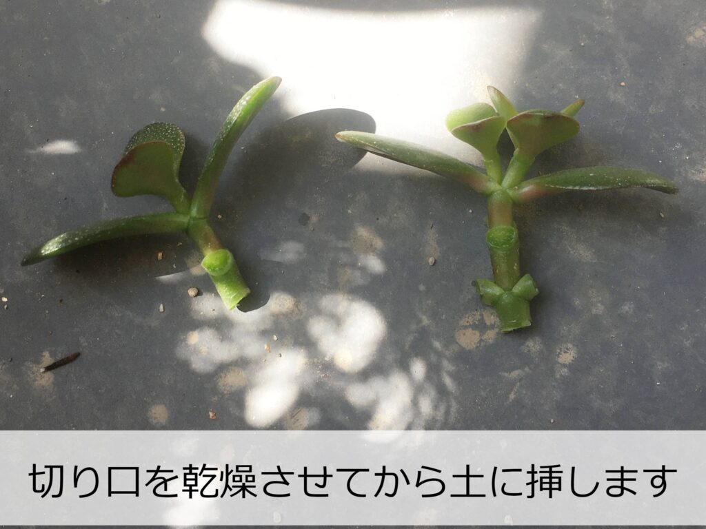 金の生るの挿し木 金の生るの挿し木