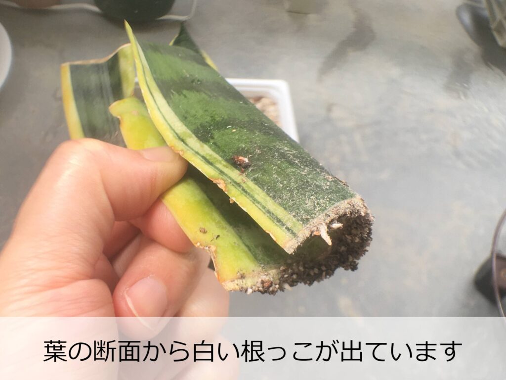 発根したサンスベリアの葉