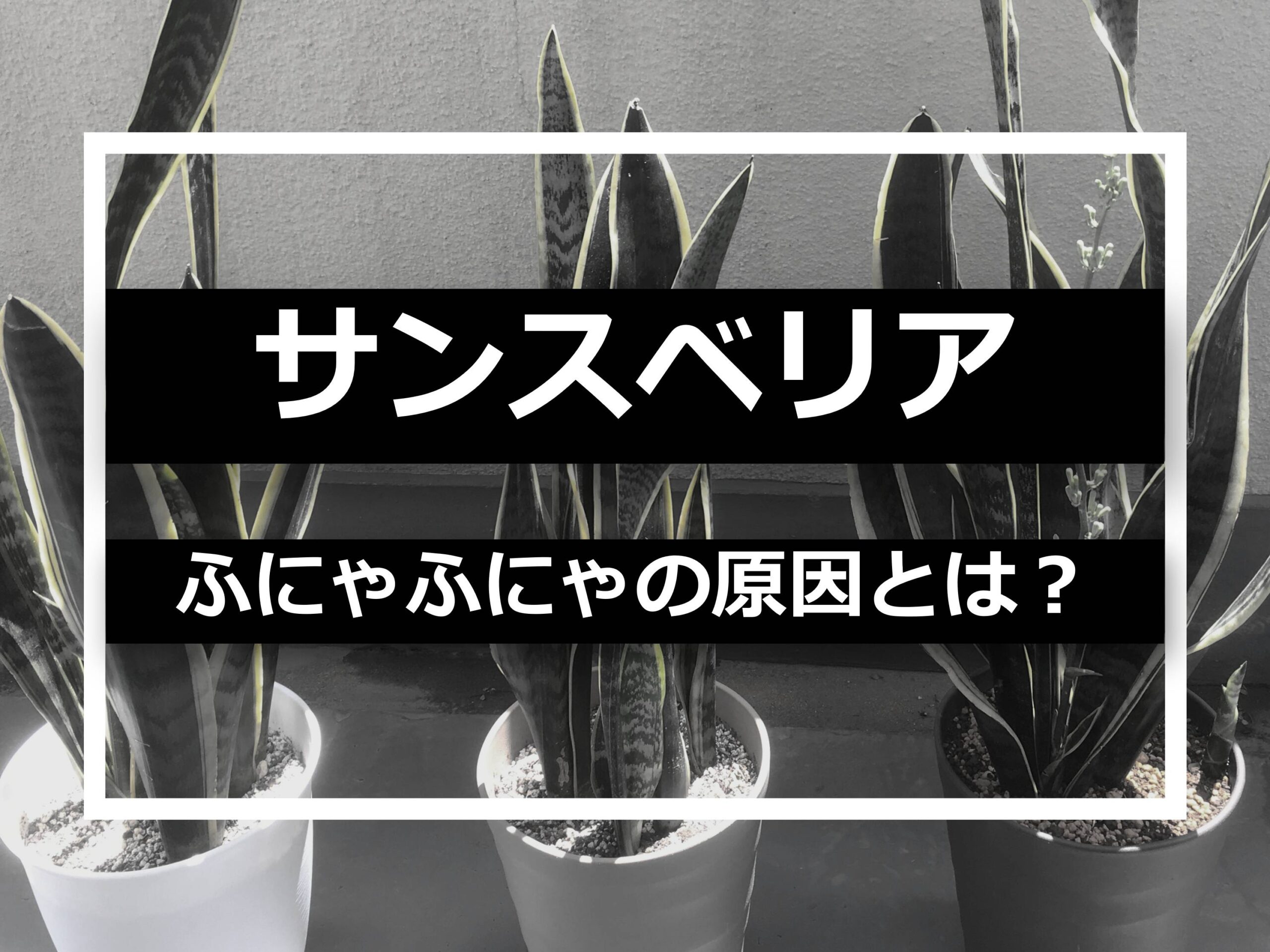 サンスベリア