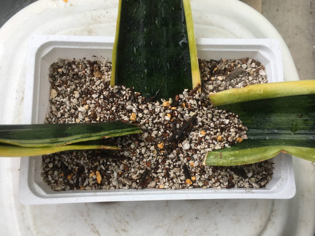 葉挿し