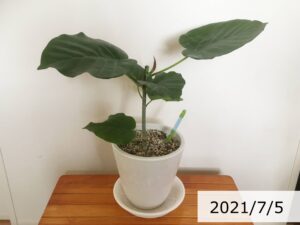 ウンベラータ