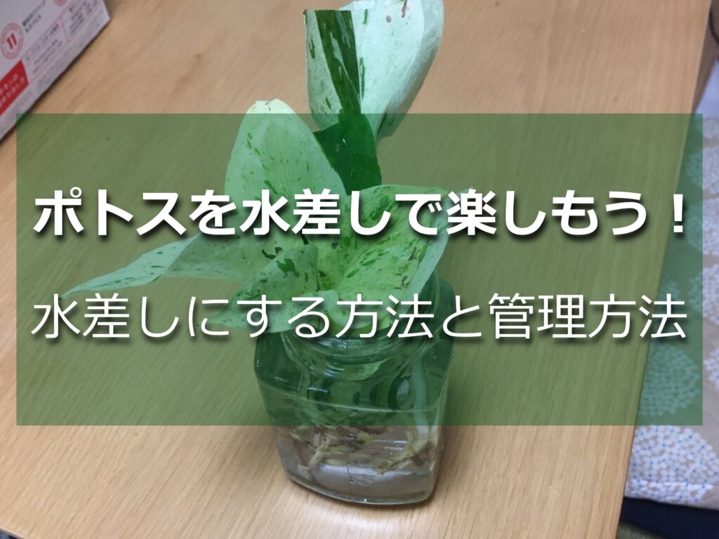 ポトスの水差し