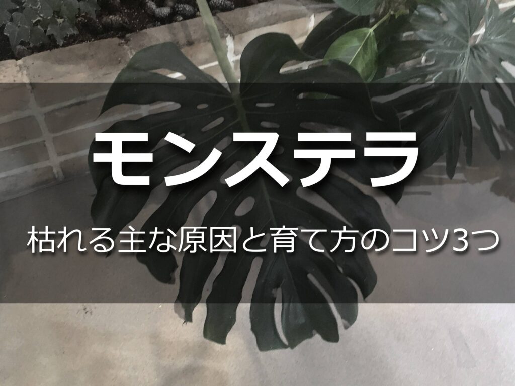 モンステラ
