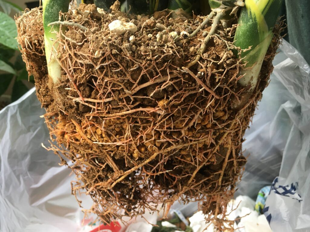 サンスベリアの根鉢