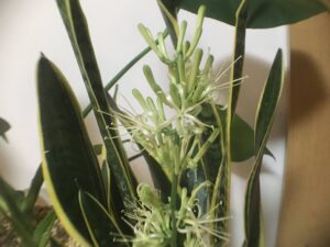 サンスベリアの花