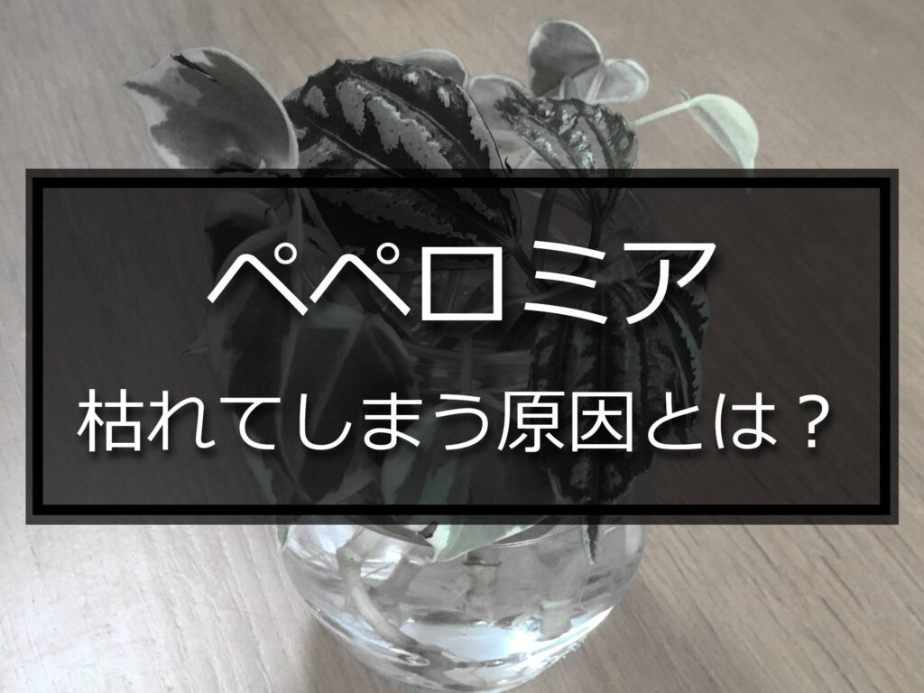 ペペロミア