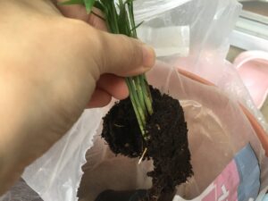 100均植物の根鉢