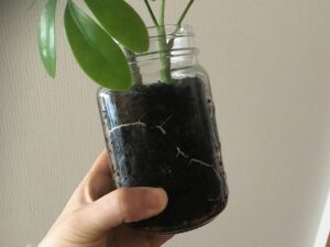 挿し木のカポックの根