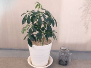 挿し木で増やしたカポックの植え替え、完了