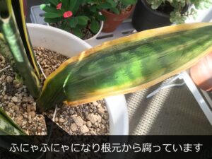 根腐れしたサンスベリア