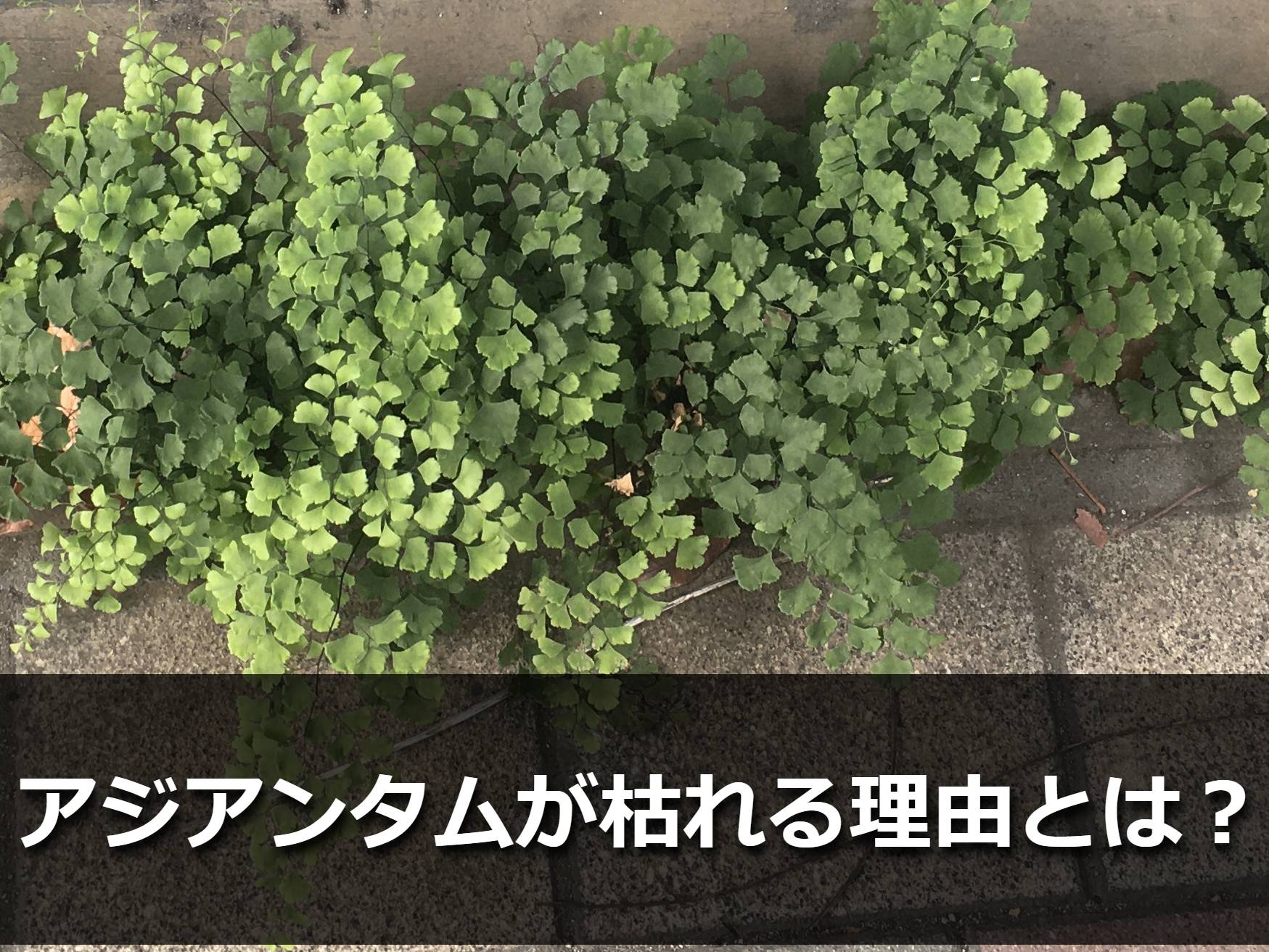 アジアンタム