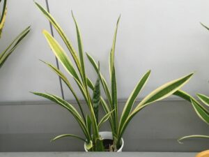 細くなったサンスベリア