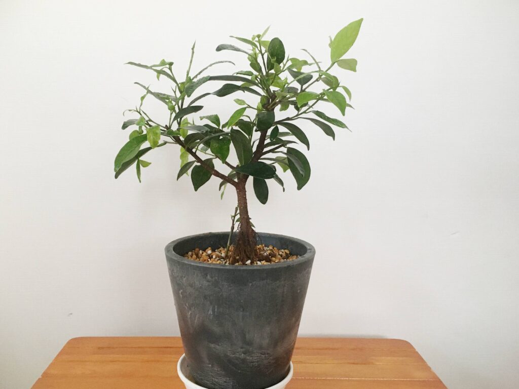 挿し木で増やしたガジュマルを植え替え 挿し木で増やしたガジュマルを植え替え