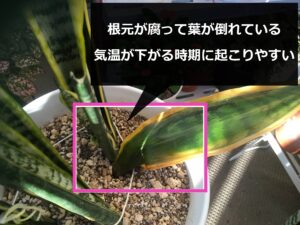 根腐れしたサンスベリア