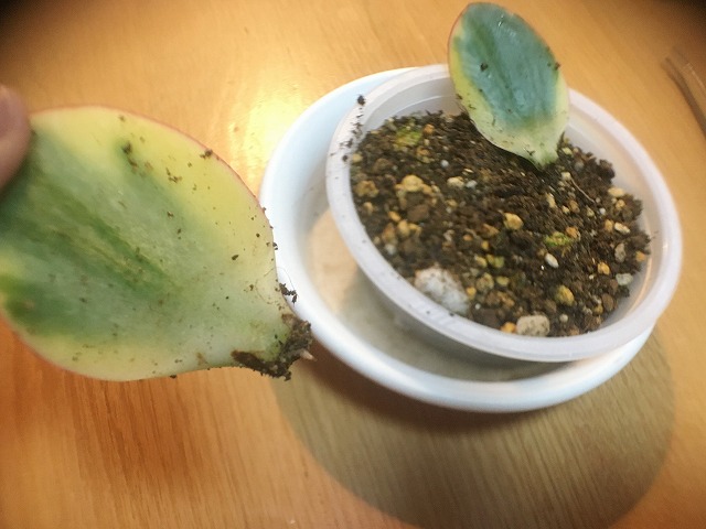 金のなる木の葉