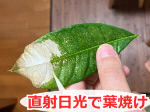 色が白く抜けたように傷んだパキラの葉っぱ
