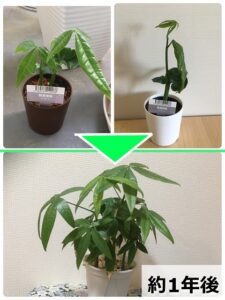 パキラの生長ブログ