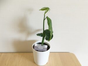 100均のパキラ