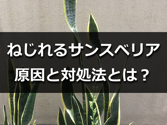 ねじれたサンスベリアの葉