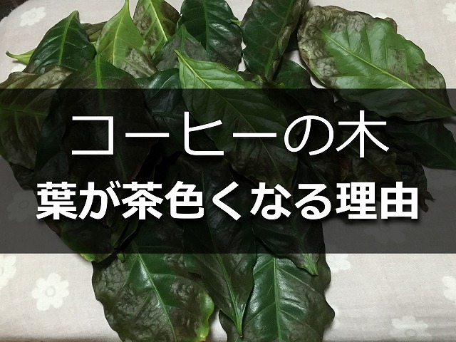 コーヒーの木の葉