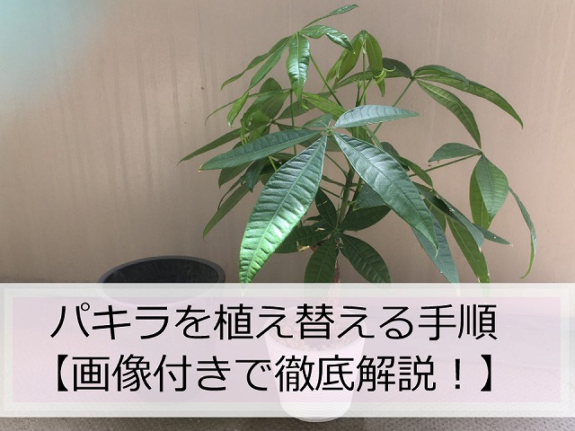 パキラの鉢替え
